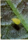 Aphid Alert Week of August 18-24