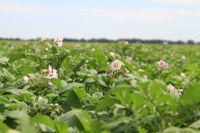 Overview of North Dakota and Minnesota Potato Production