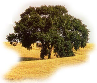 American Elm