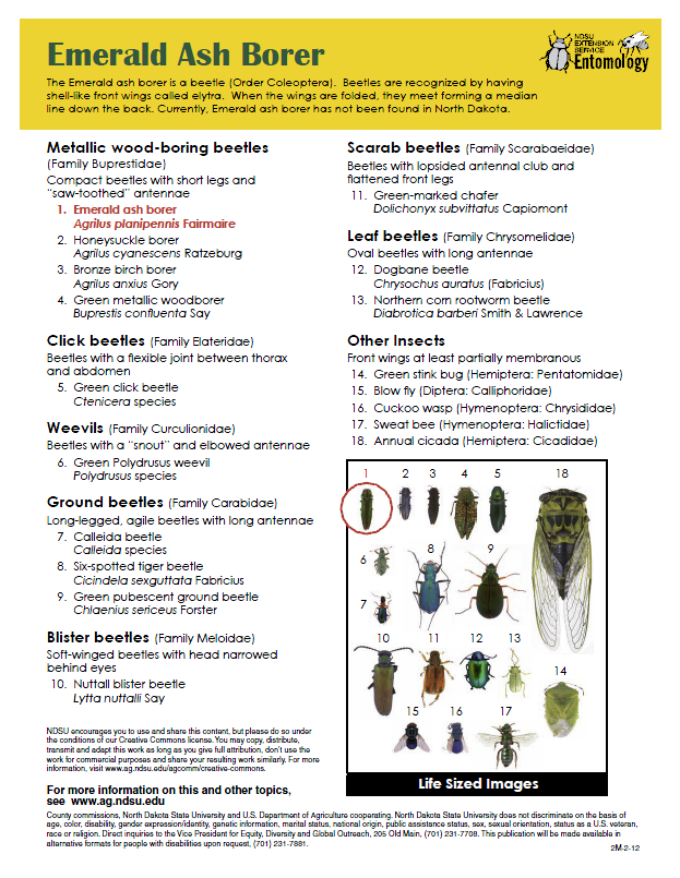 Insects Frequently Confused with Emerald Ash Borer in ND