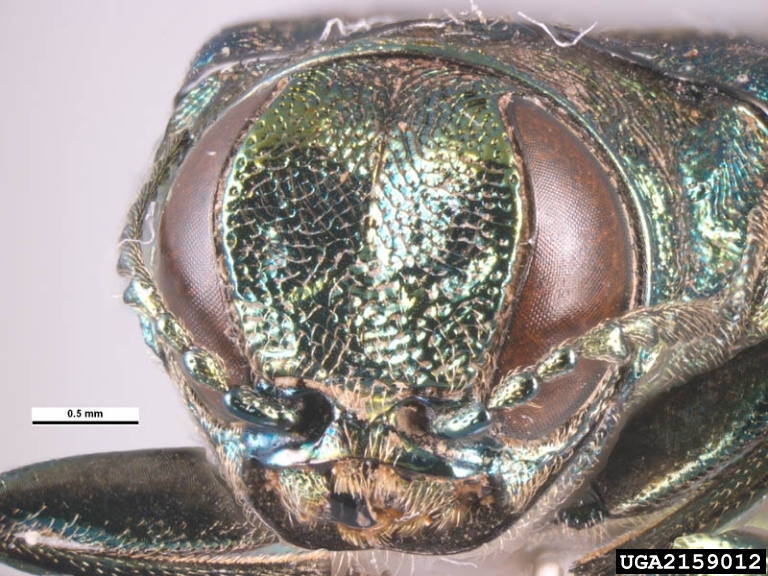 Giant EAB head