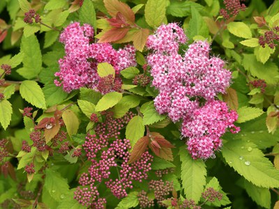Japanese spirea