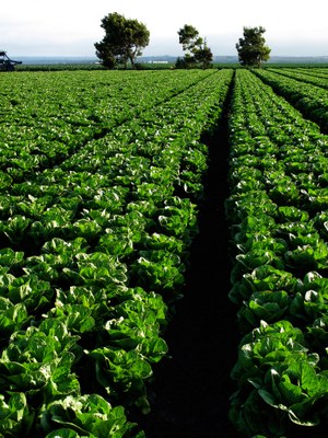 Romaine lettuce field