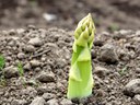 Asparagus spear