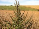 Palmer amaranth