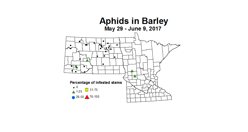 barley aphids 2017 5 29 6 9