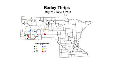 barley thrips 2017 5 29 6 9
