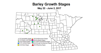 Barley ZGS May 22 to June 2 2017