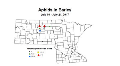 barley aphids 7 10 7 21 2017