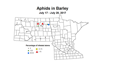 barley aphids 7 17 7 28 2017