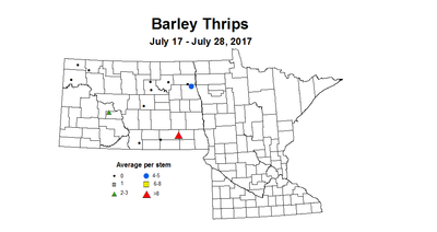 barley thrips 7 17 7 28 2017