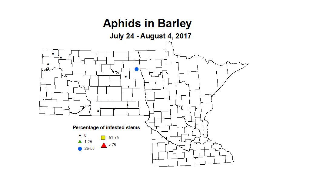 barley aphids 7 24 8 4 2017