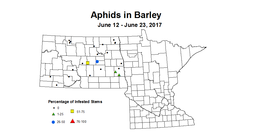 barley aphids 6 12 6 23