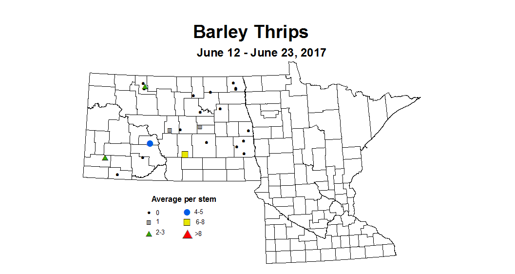 barley thrips 6 12 6 23