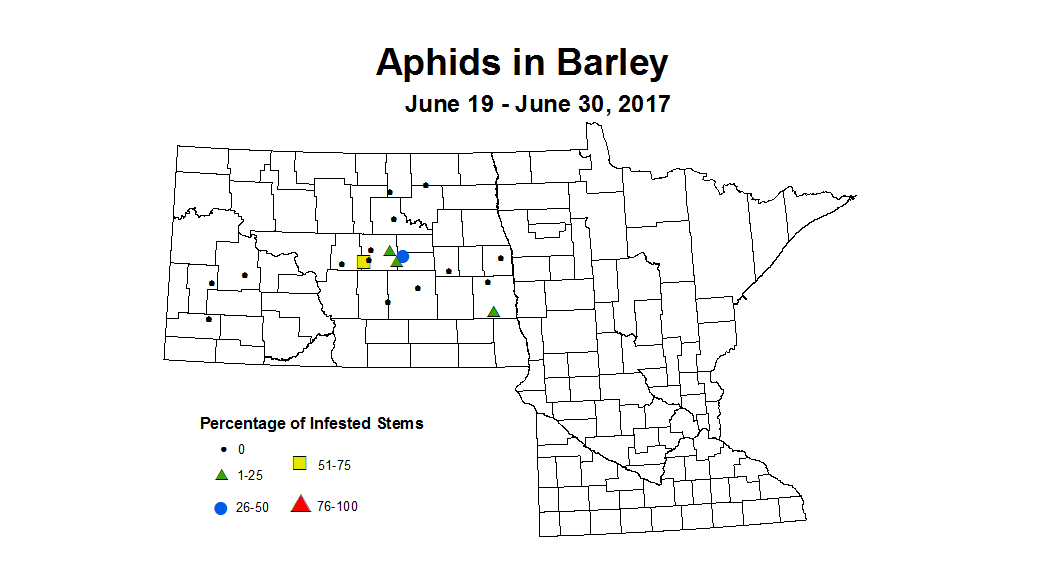 barley aphids 6 19 6 30