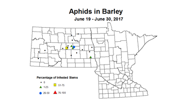 barley aphids 6 19 6 30