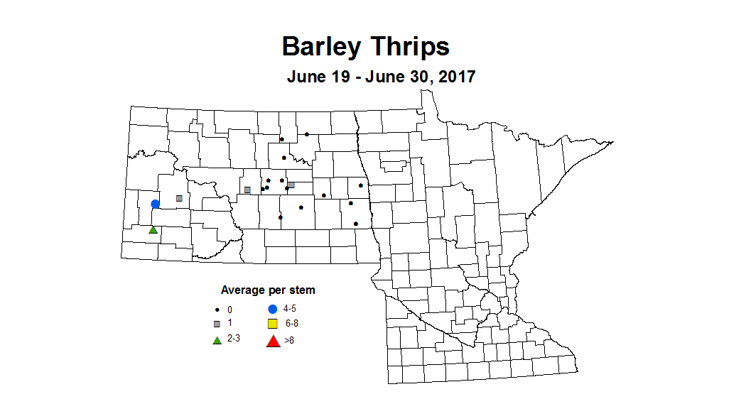 barley thripsstem 6 19 6 30