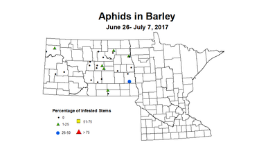 barley aphids 2017 6 26 7 7