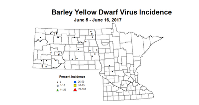barley BYDVI 6 5 6 16