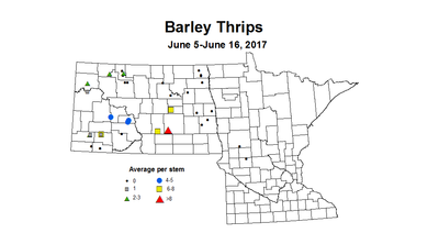 barley thrips 6 5 6 16