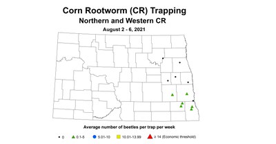 rootworm