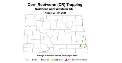 rootworm