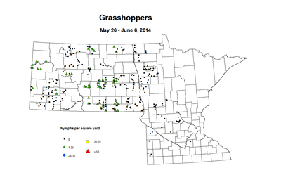 5 26 6 6 Grasshopper Nymphs