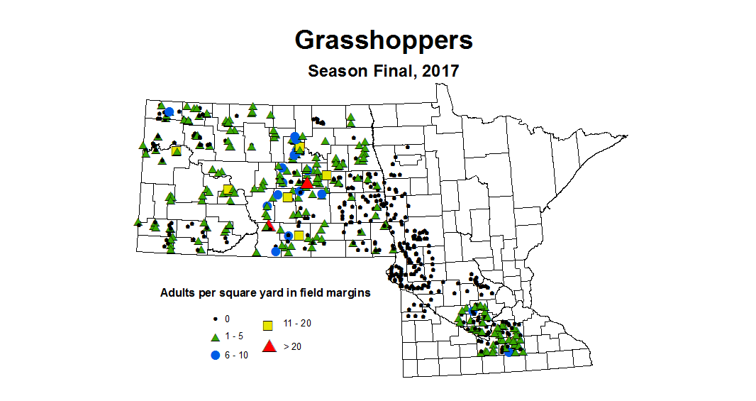 grasshoper adult season 2017