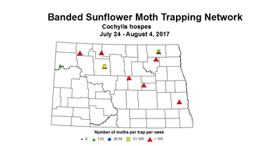sunflowerInsectTrap bsMoth 7 24 8 4 2017