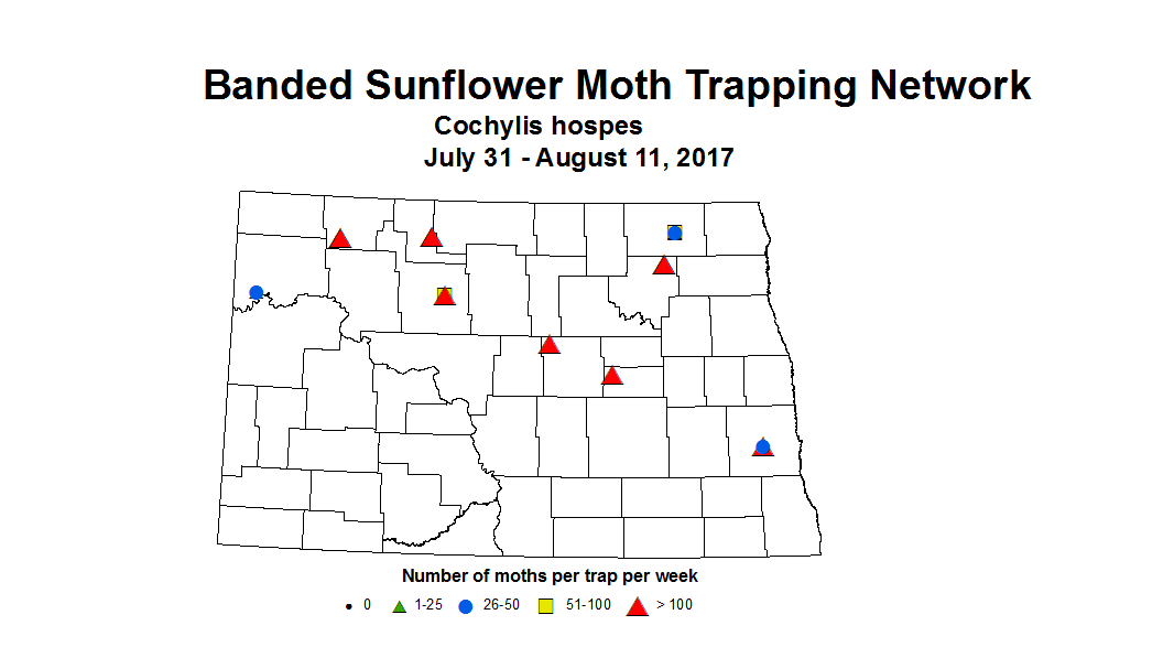 sunflowerInsectTrap bsMoth 7 31 8 11 2017