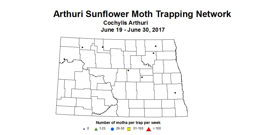 sunflower trap armoth 6 19 6 30