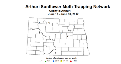 sunflower trap armoth 6 19 6 30