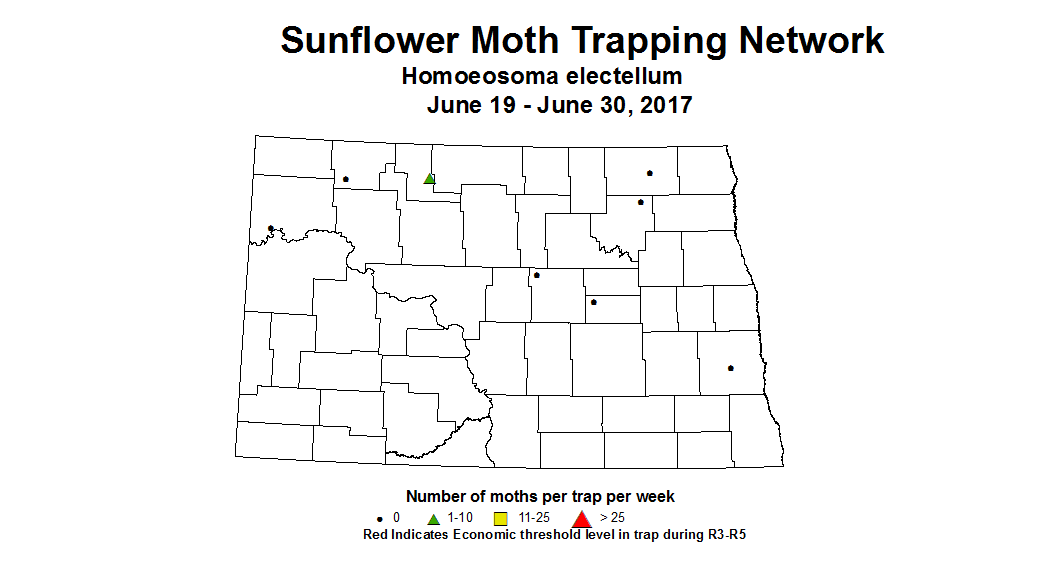 sunflower trap sfmoth 6 19 6 30