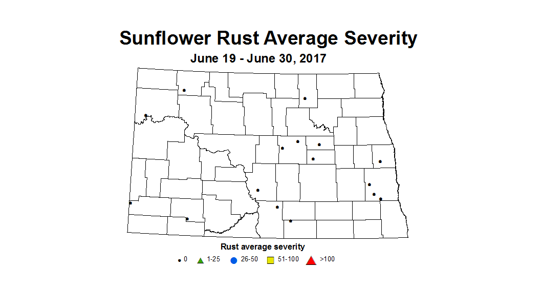 sunflower rustSV 6 19 6 30
