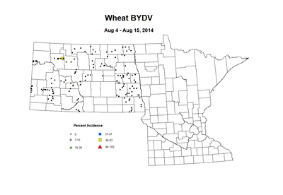 8 4 8 15 Wheat BYDV