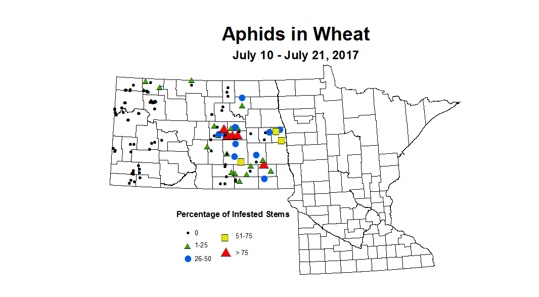 wheat aphids 7 10 7 21 2017
