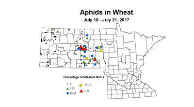 wheat aphids 7 10 7 21 2017