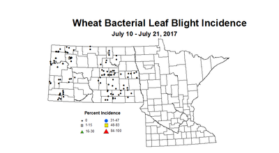 wheat blbi 7 10 7 21 2017
