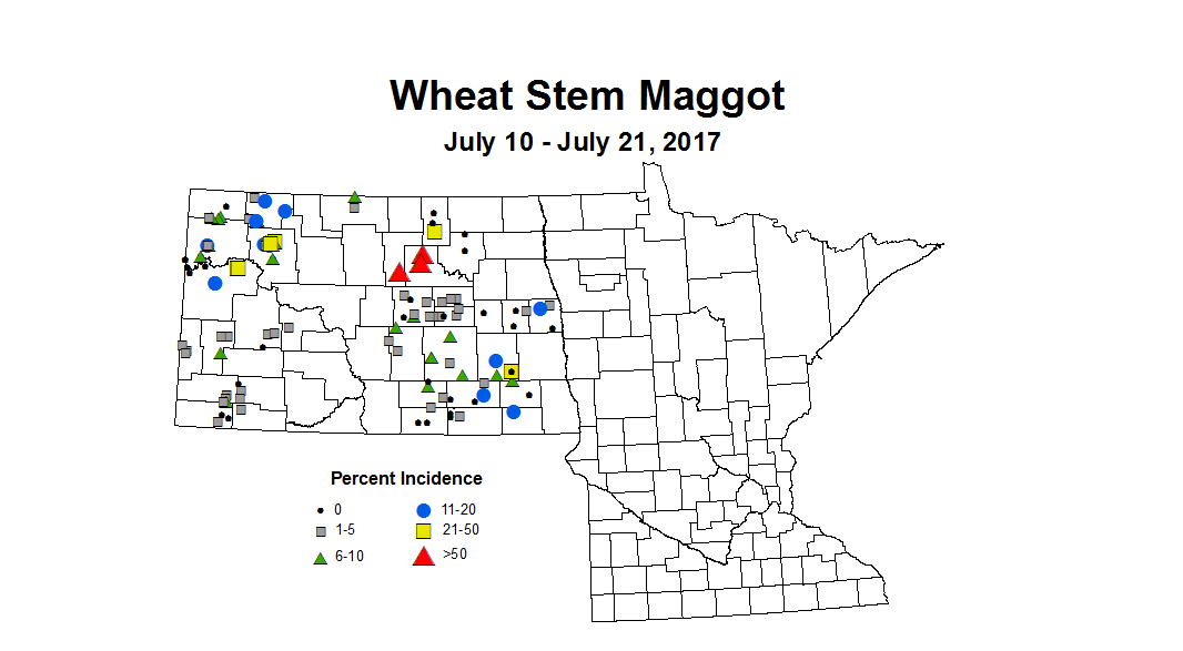 wheat maggot 7 10 7 21 2017