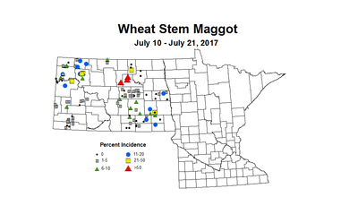 wheat maggot 7 10 7 21 2017