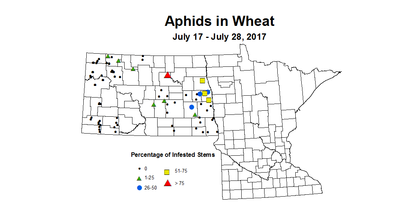 wheat aphids 7 17 7 28 2017