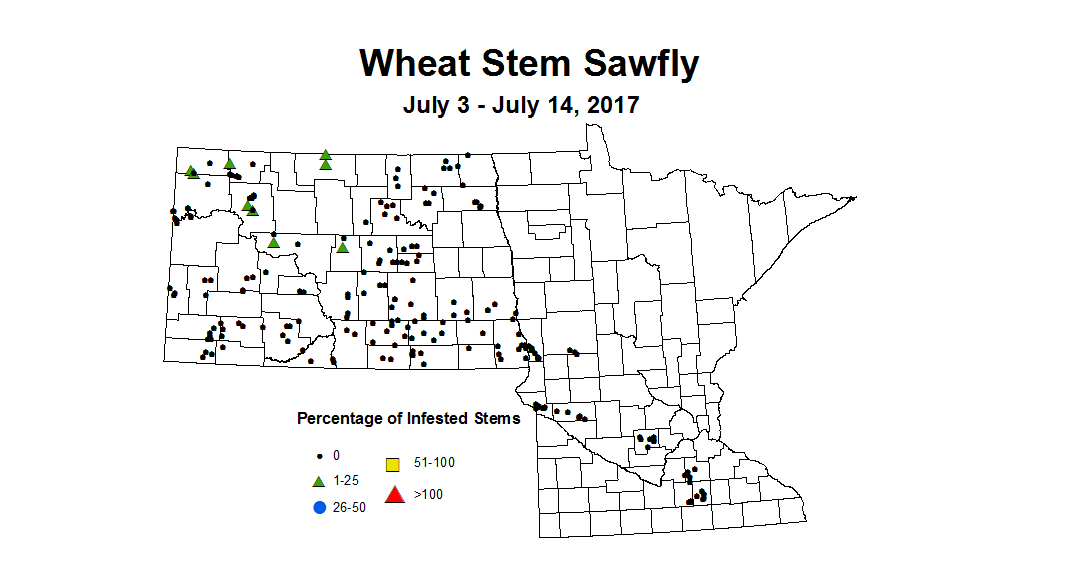 wheat sawfly 7 3 7 14 2017