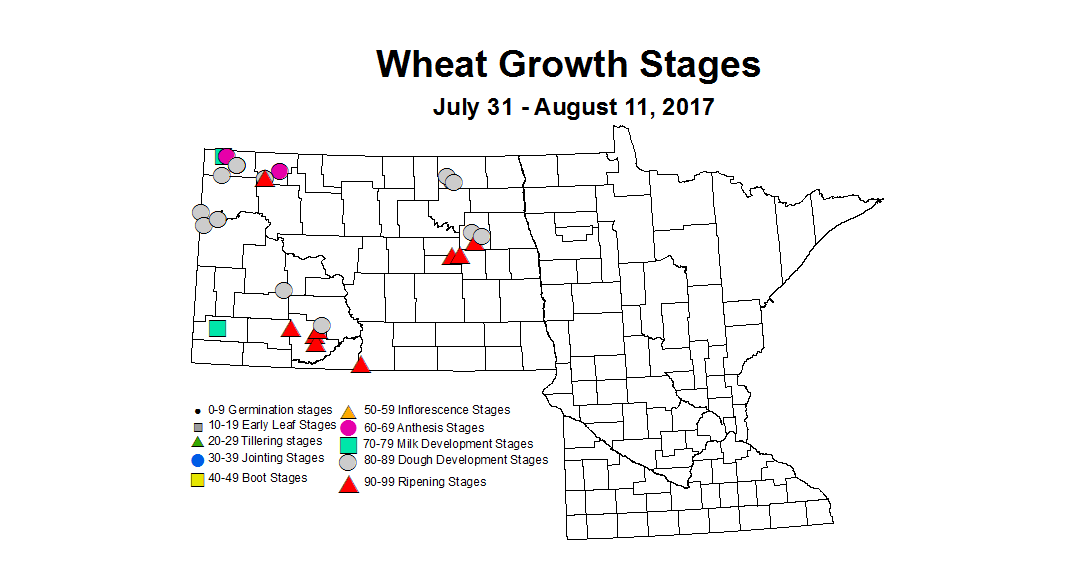 wheat zgs 7 31 8 11 2017