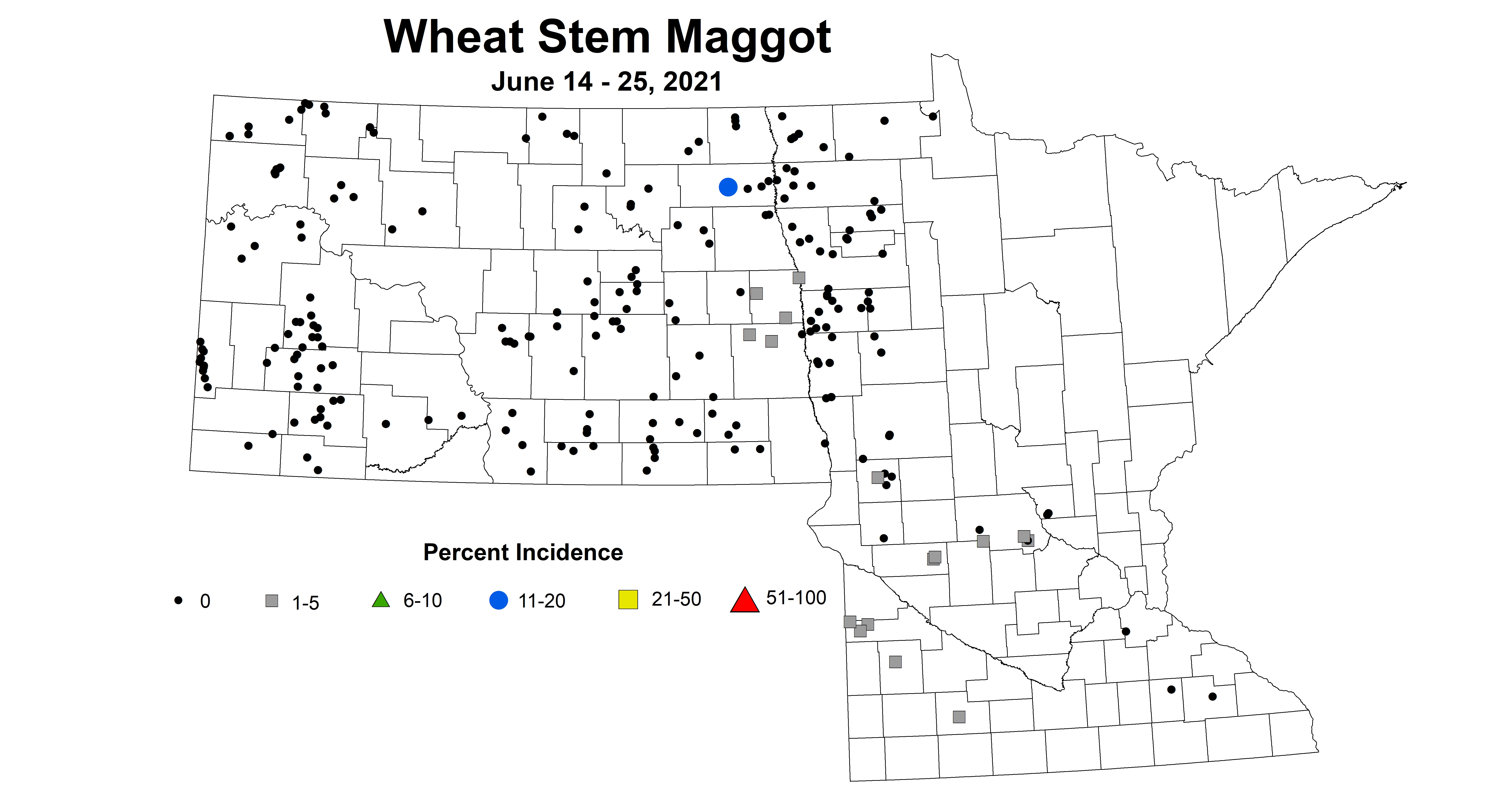 wheatMaggot 6.14 6.25