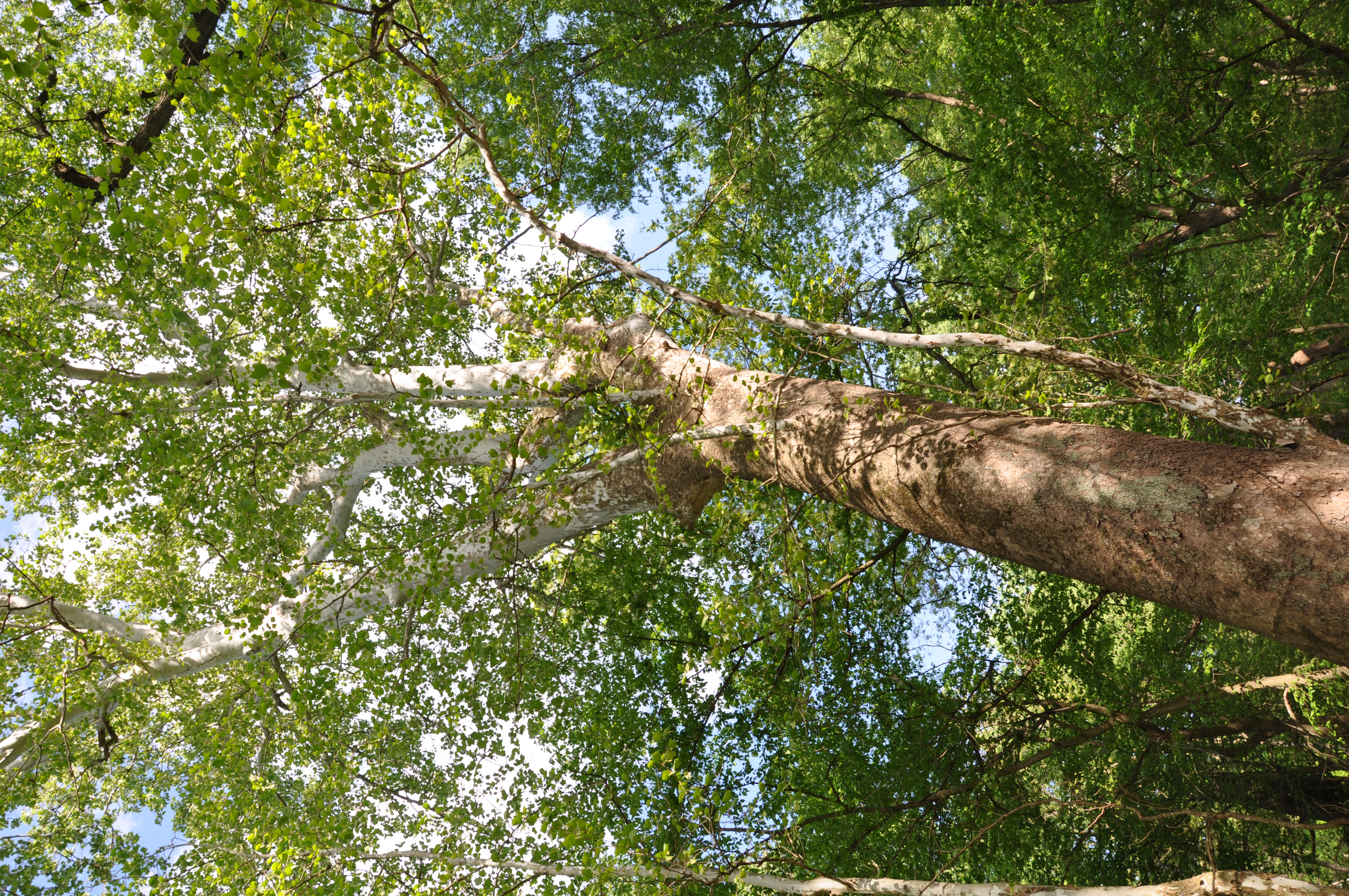 Large sycamore 