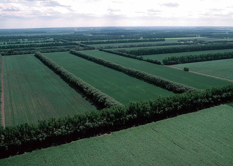 Field Windbreaks in North Dakota