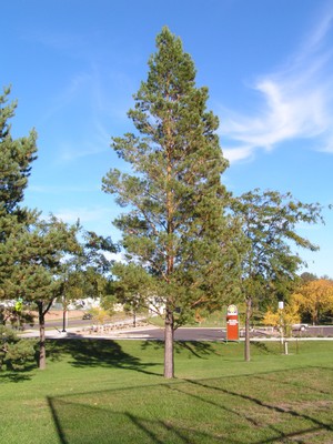 Ponderosa Pine