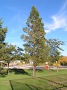 Ponderosa Pine