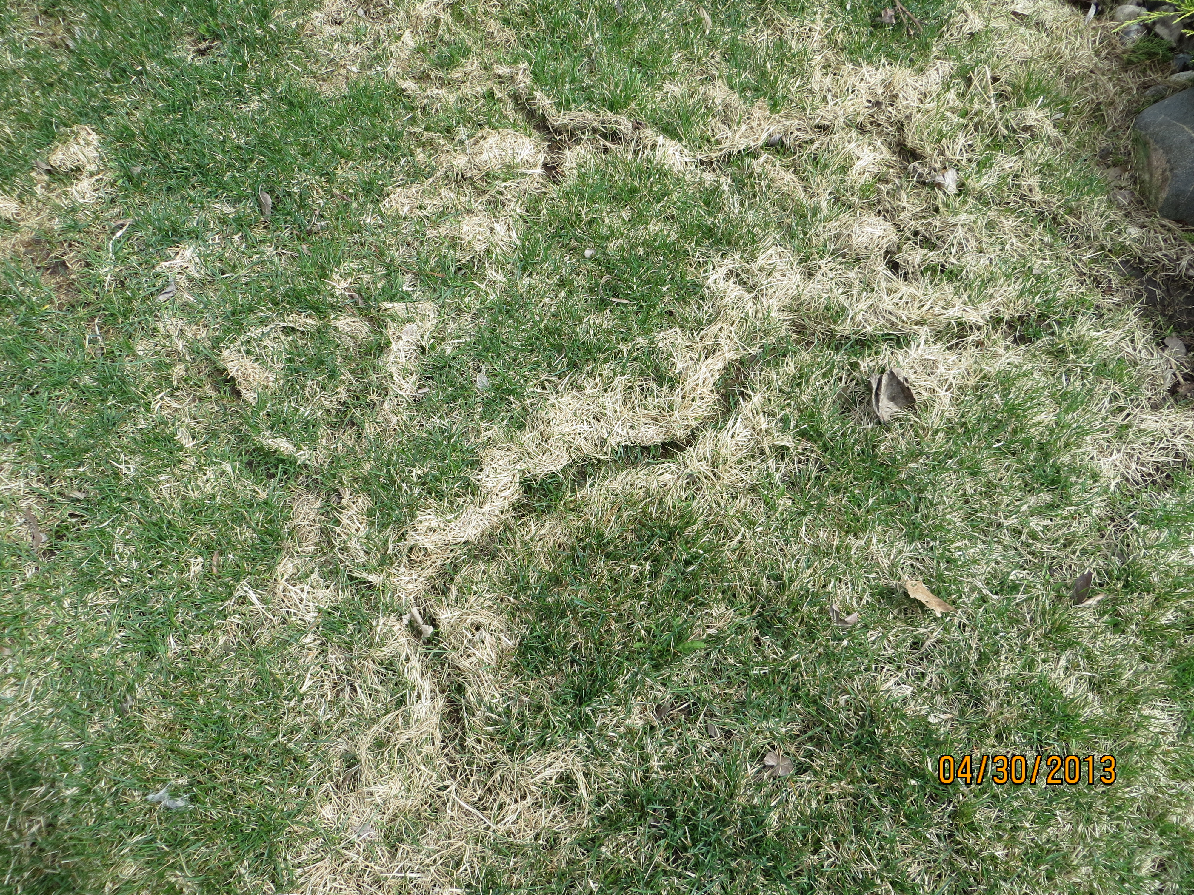 Vole Damage:  A Rite of Spring