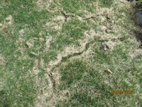 Vole Damage:  A Rite of Spring